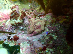 Sagaminopteron ornatum
