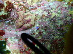 Sagaminopteron ornatum
