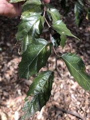 Aphananthe philippinensis