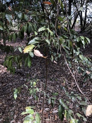 Aphananthe philippinensis