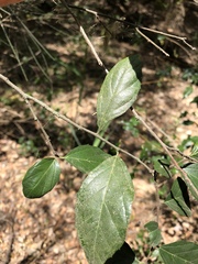 Aphananthe philippinensis