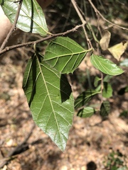 Aphananthe philippinensis
