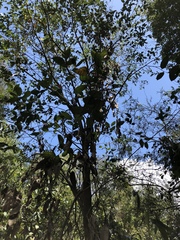 Aphananthe philippinensis