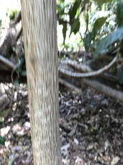 Aphananthe philippinensis