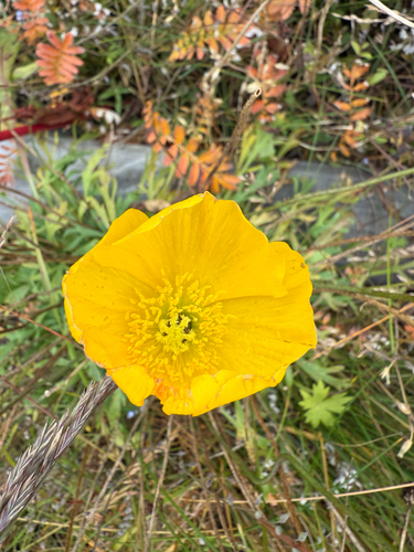 Oreomecon nudicaulis (Oreomecon nudicaulis)