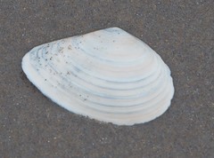 Macoma nasuta