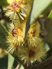 Acacia oswaldii