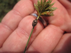 Cyperus × mesochorus