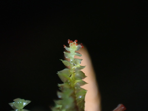 Orkney Notchwort (Anastrepta orcadensis)