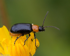 Exosoma thoracicum