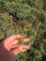 Cyperus × mesochorus