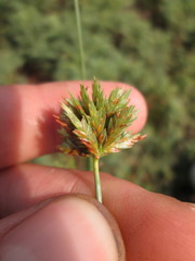 Cyperus × mesochorus