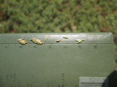 Cyperus × mesochorus