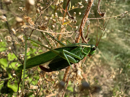 Treetop Bush Katydid photo 4