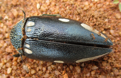 Sternocera orissa orissa