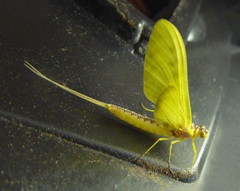 Ameletopsis perscitus