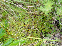Epilobium komarovianum