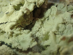 Flavoparmelia haysomii