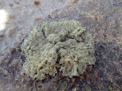 Flavoparmelia haysomii