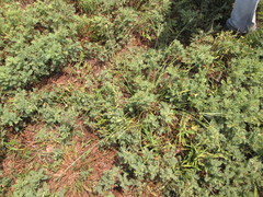 Cyperus × mesochorus