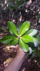 Myrsine lessertiana