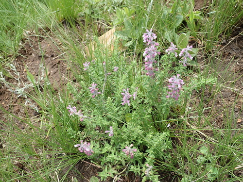 Image of Syncolostemon teucriifolius by no rights reserved
