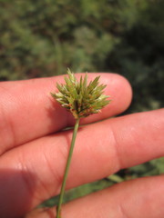 Cyperus × mesochorus