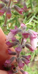 Syncolostemon teucriifolius