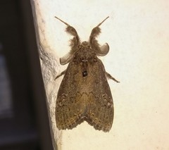 Dasychira chekiangensis