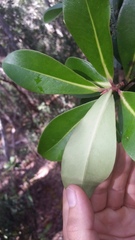 Myrsine lessertiana