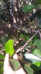 Myrsine lessertiana
