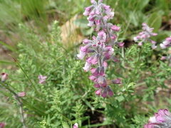 Syncolostemon teucriifolius