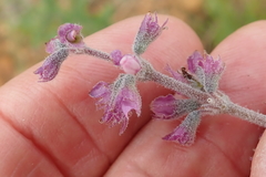 Syncolostemon teucriifolius