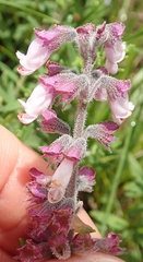 Syncolostemon teucriifolius