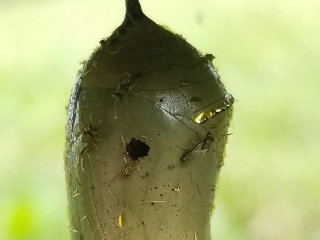 Pteromalus cassotis
