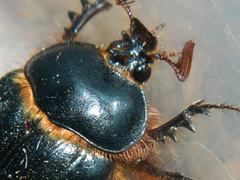 Pleocoma fimbriata