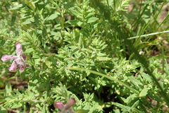 Syncolostemon teucriifolius