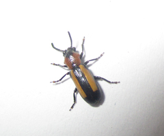 Sigrisma cylindrica
