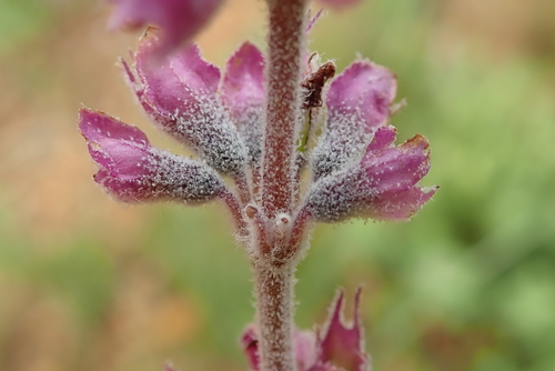 Image of Syncolostemon teucriifolius by no rights reserved