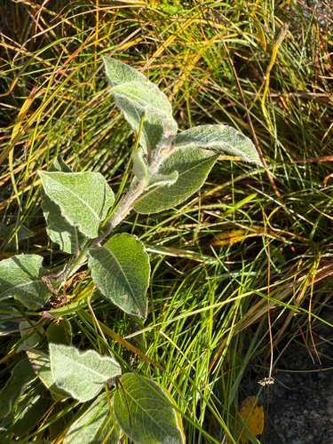 Alaska willow (Salix alaxensis)
