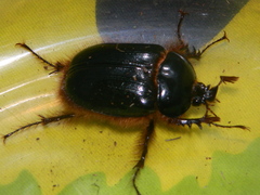 Pleocoma fimbriata