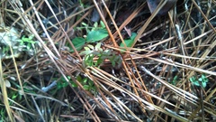 Galium bermudense