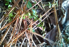 Galium bermudense