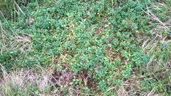 Mentha × piperita