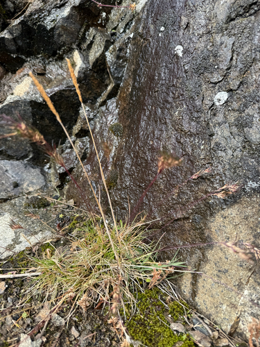 North Atlantic Fescue (Festuca frederikseniae)
