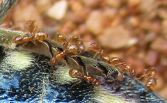 Sternocera orissa orissa