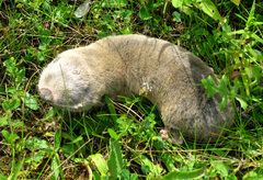 Podolsk Blind Mole Rat photo 3
