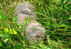 Podolsk Blind Mole Rat photo 2