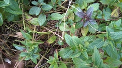 Mentha × piperita