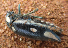 Sternocera orissa orissa